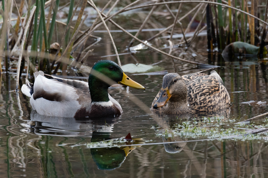 mallard ducks